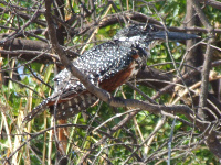 Giant Kingfisher Giant Kingfisher